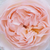 Rosa - Rose Inglesi - Ausreef